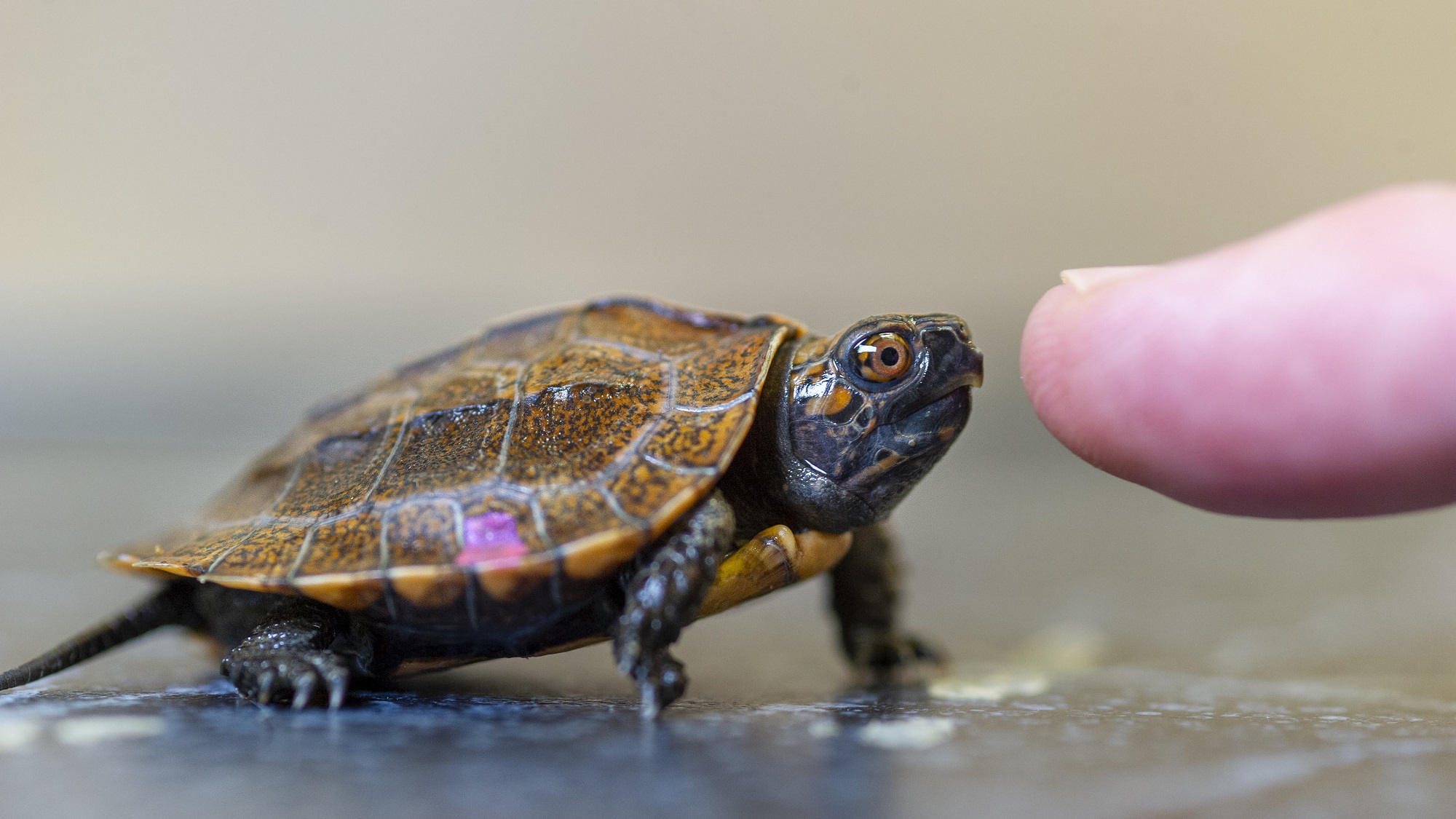 baby turtle